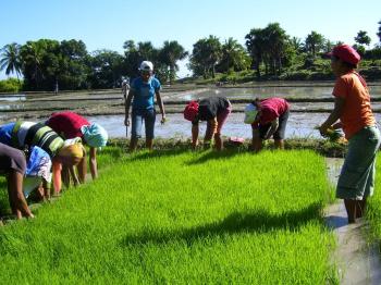 To zdjęcie zrobione zostało dzień wcześniej. Dziewczyny zbierały sadzonki ryżu z jednej jedynej grządki, na której dotychczas rosły...