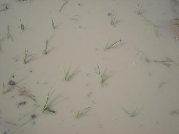Źdźbła rozsadzane są średnio co 20 cm. Za 3 miesiące całe pole będzie biło po oczach soczystą zielenią.