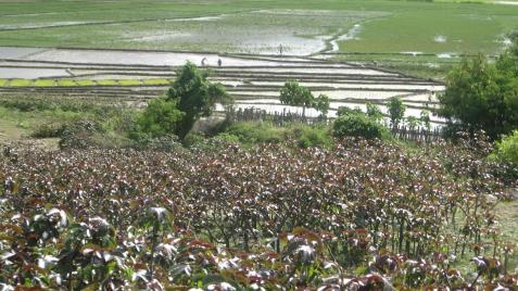 „Droga do drogi” biegnie od wybrzeża malowniczym szlakiem, któremu towarzyszą widoki typowe dla Timoru. Jeśli pola, to oczywiście ryżowe!